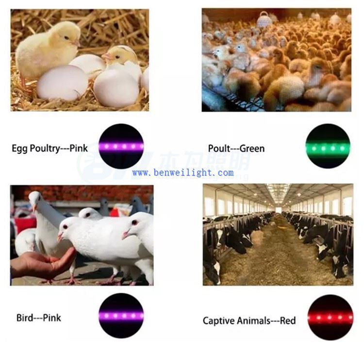 led lights for poultry house