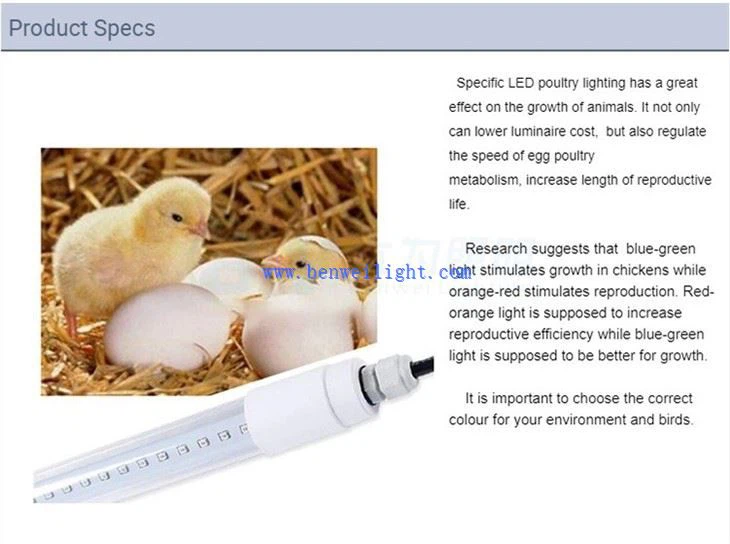 אור לתרנגולות להטיל ביצים